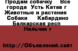 Продам собачку  - Все города, Усть-Катав г. Животные и растения » Собаки   . Кабардино-Балкарская респ.,Нальчик г.